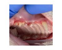 Veterinary Dental Care image 1